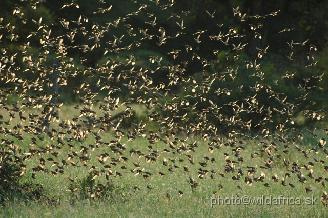 puku rsa 493.jpg - Red-billed Quelea (Quelea quelea)